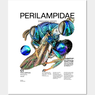 PERILAMPIDAE Posters and Art